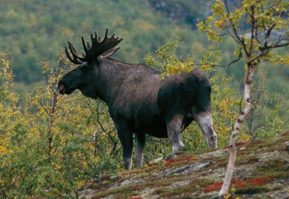 Älg i skogen