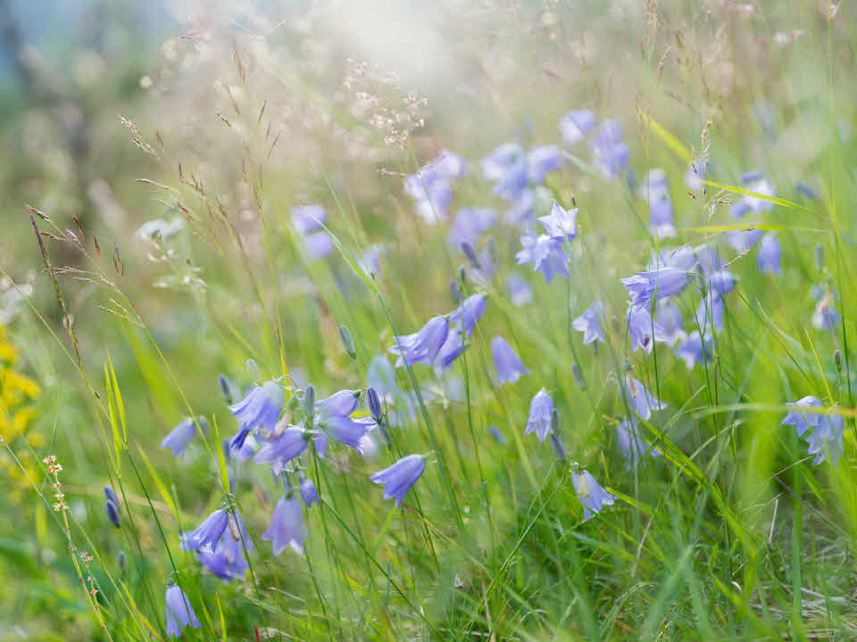 Blåcklockor på blommande äng