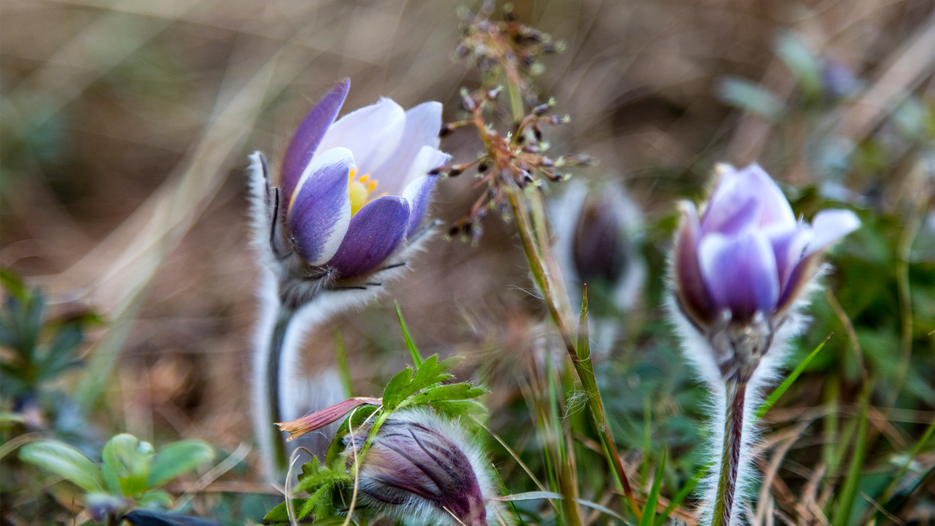 Fältgentiana, lila blommor i naturen