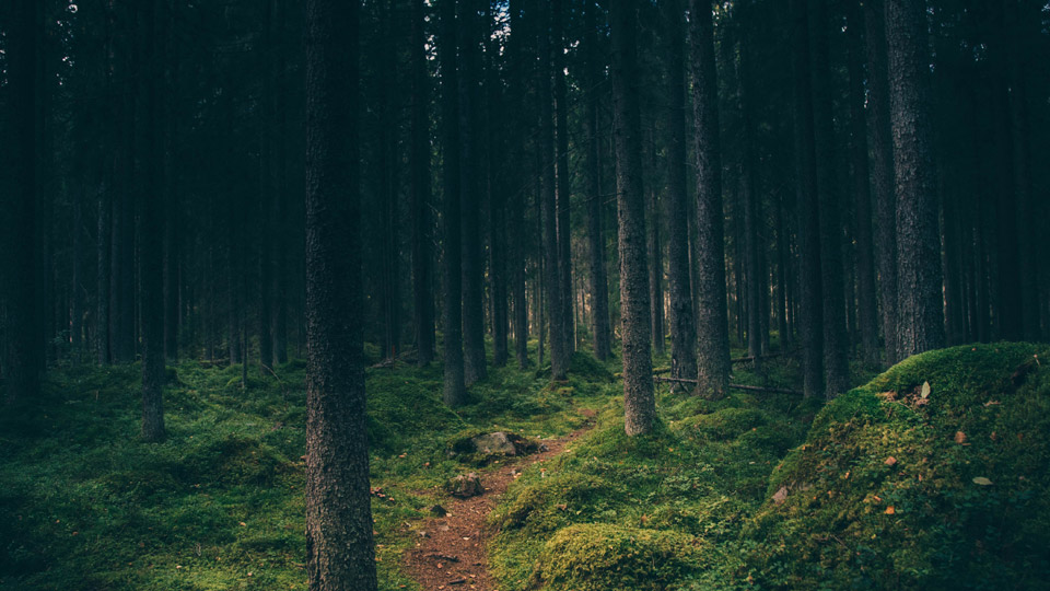 Skogsstig i mörk skog