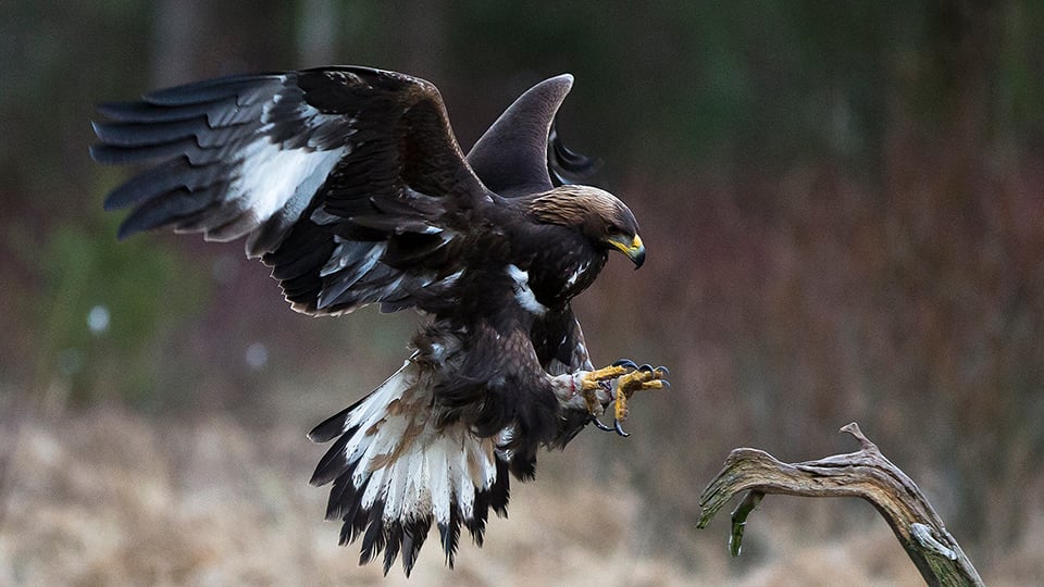 Kungsörn på väg att landa på en gren.