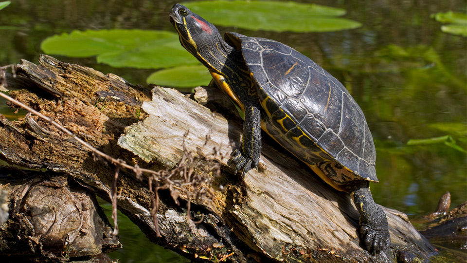 Trachemys scripta