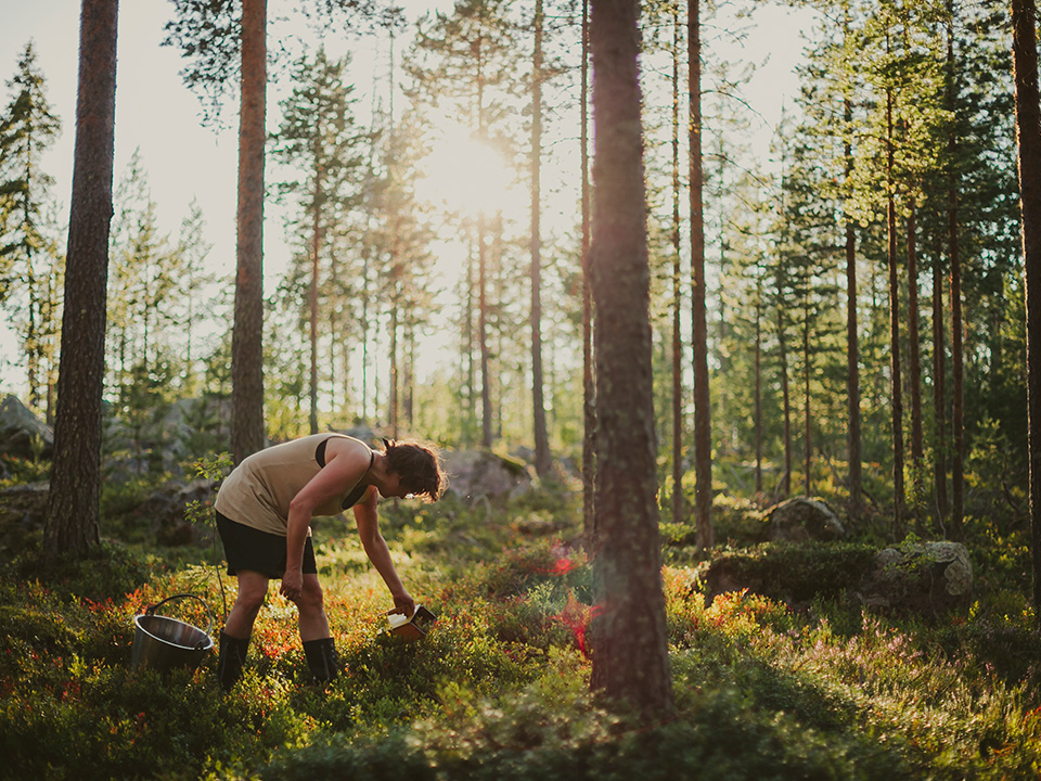 Person plockar lingon i skogen