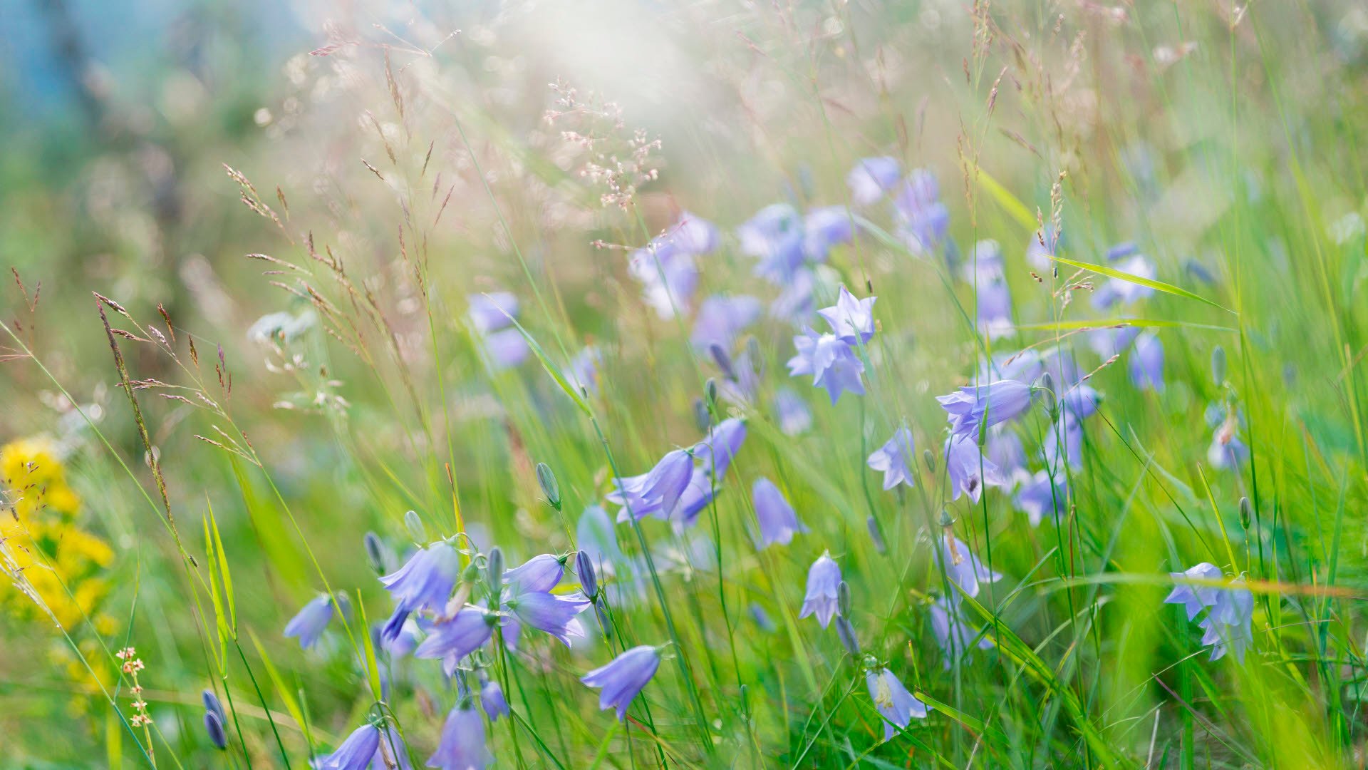 Blåklockor på blommande äng