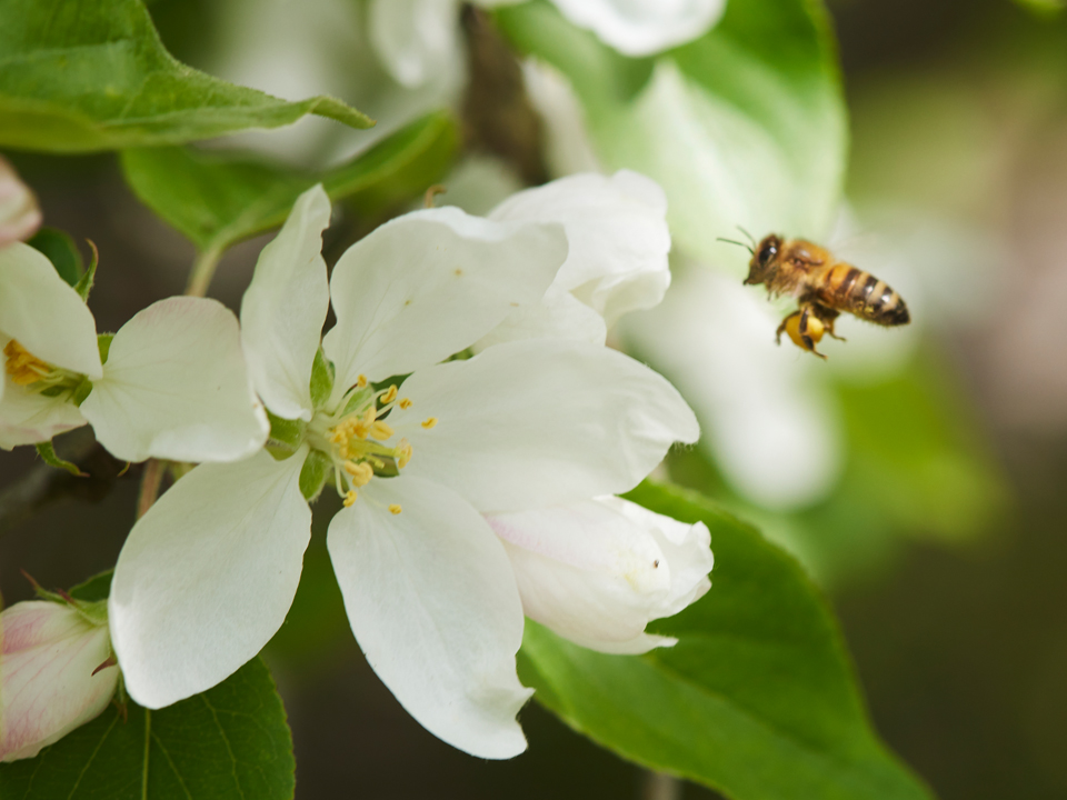 Vita blommor och ett bi.