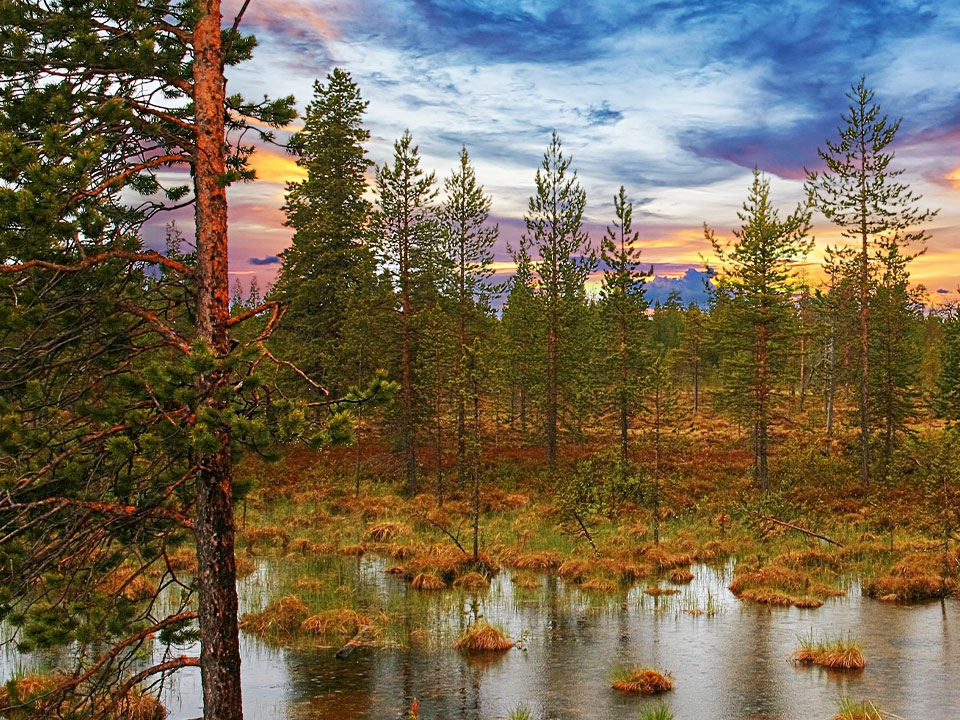 Tallskog och våtmark.