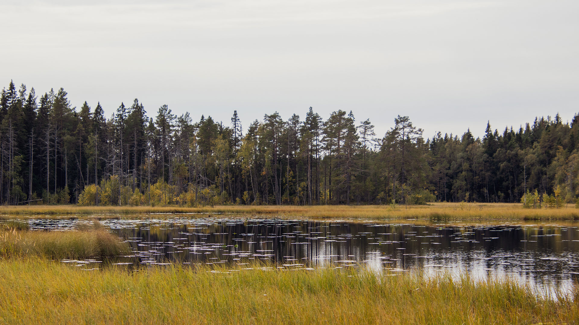 Vatten omringat av skog.