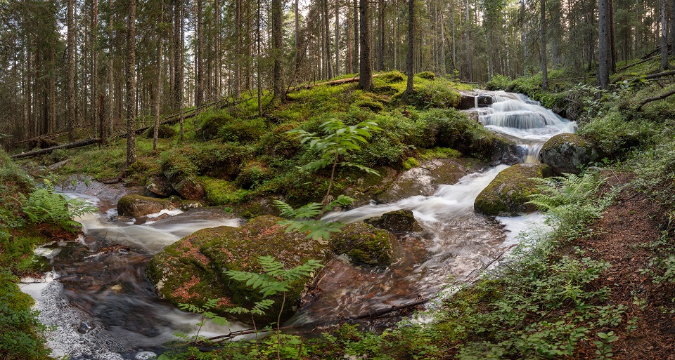 Bäck i skogen