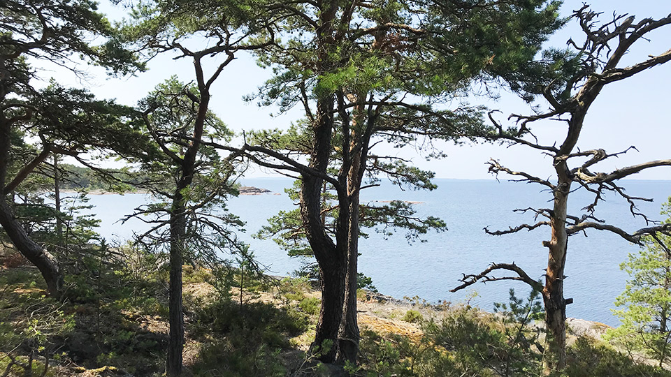 Skog på berg vid hav