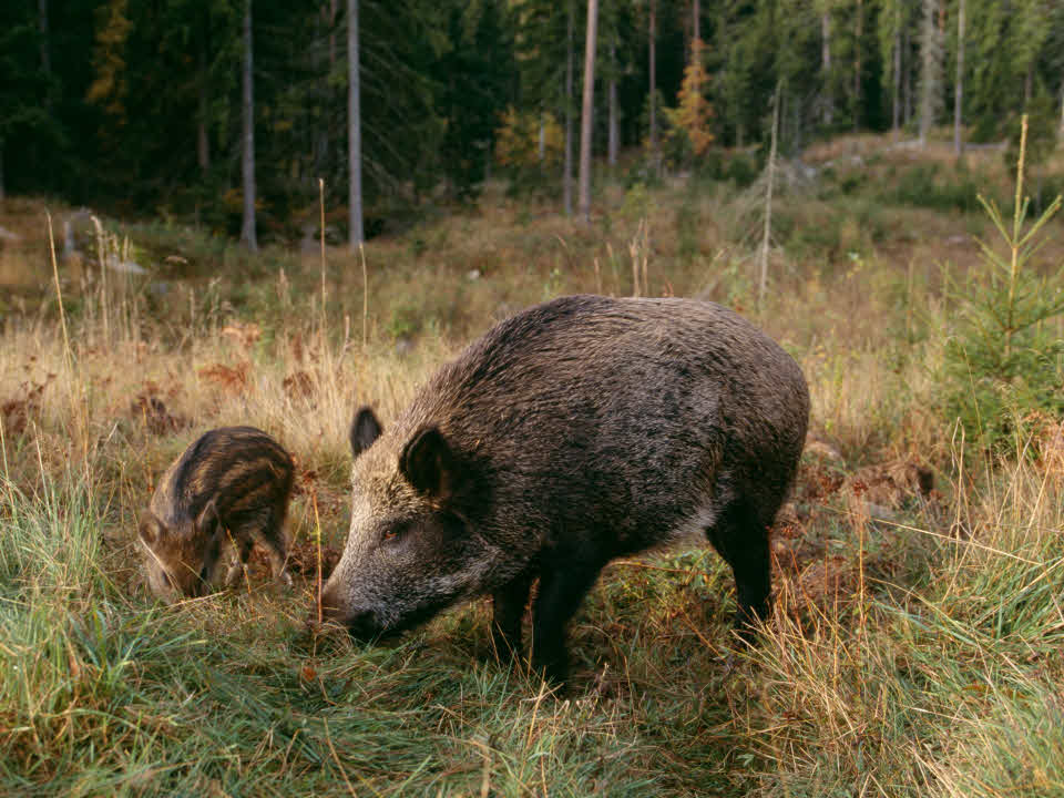 Två vildsvin i skogen.