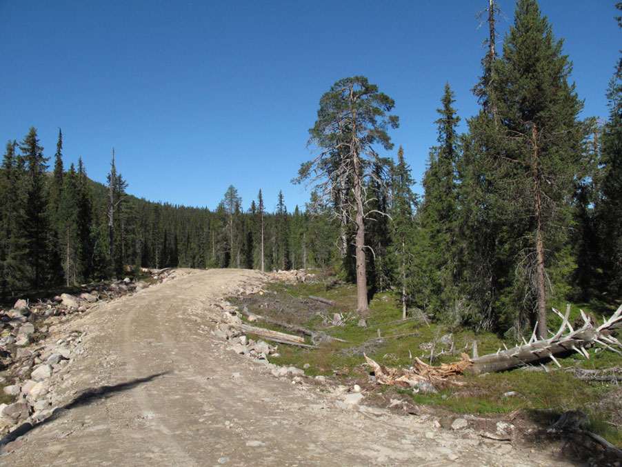 skogsbilvag-genom-naturskog-webb.jpg