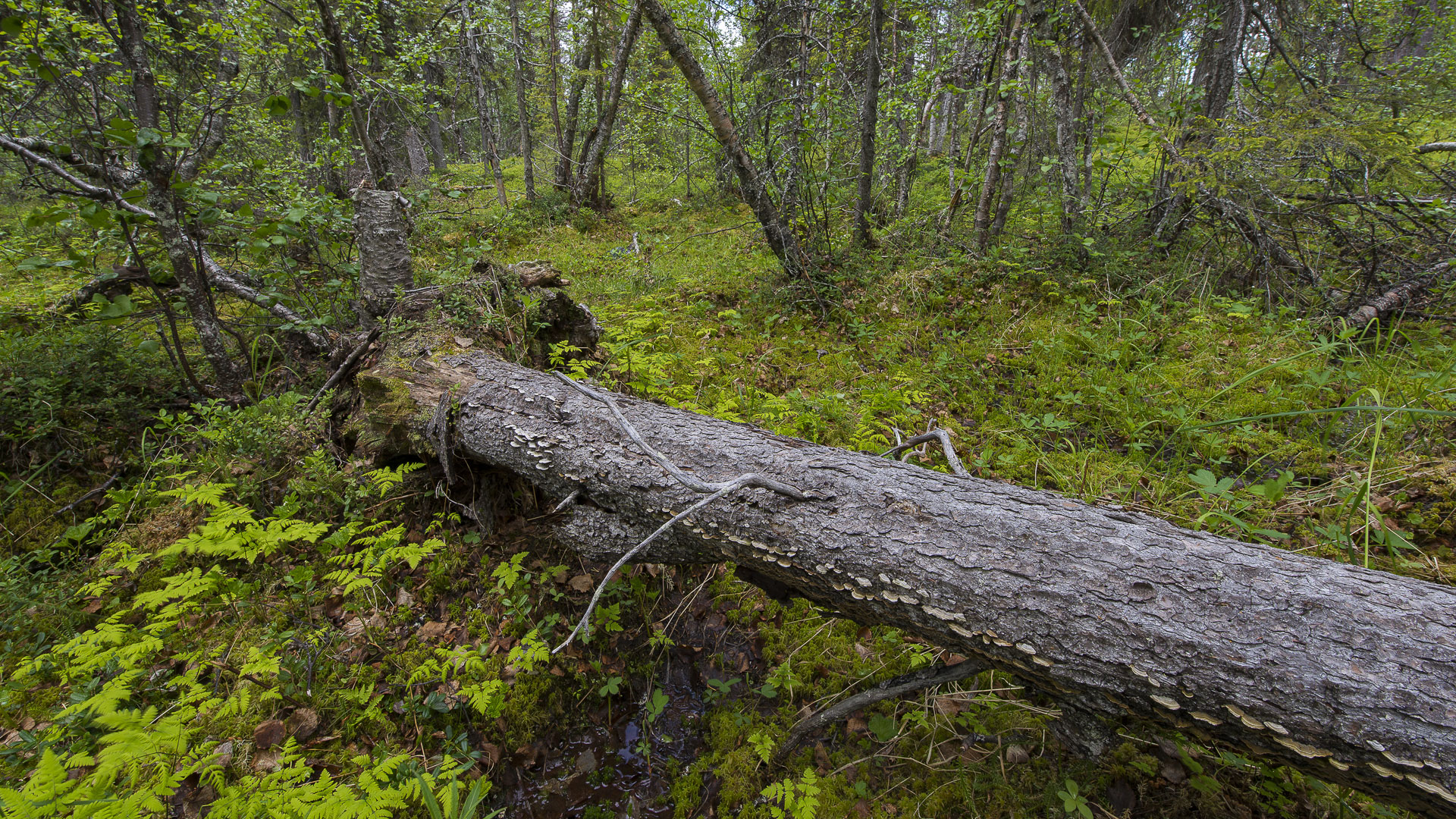 Liggande gran i myrlandskap