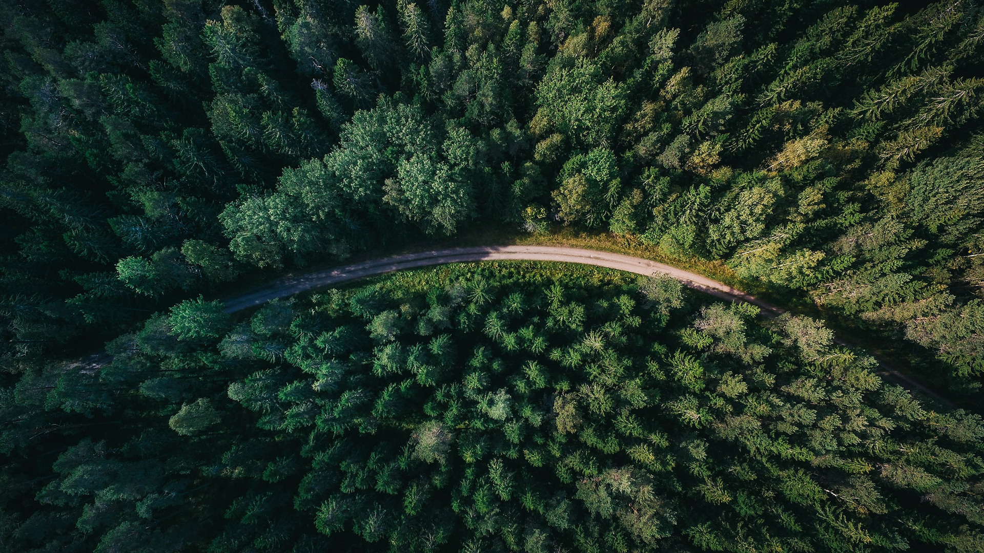 Skog i fågelperspektiv