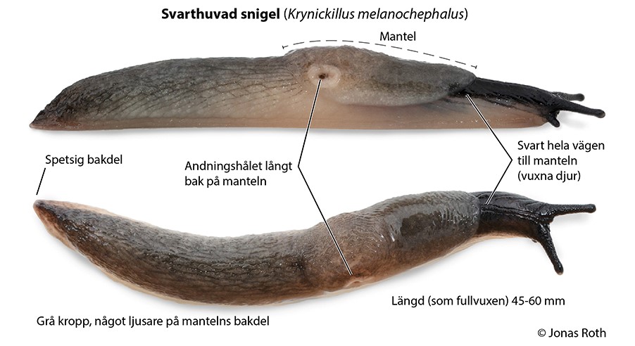 svarthuvad-snigel.jpg