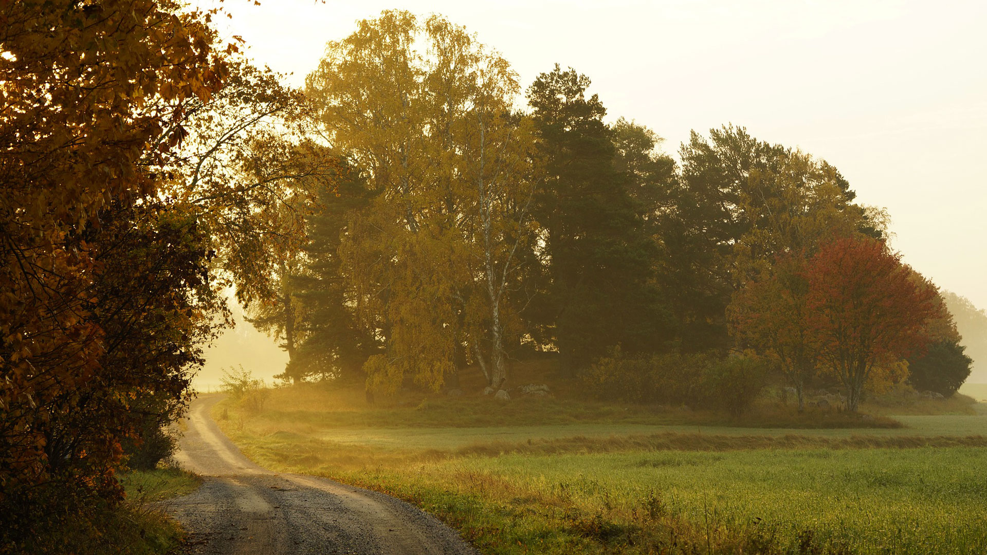 Svensk landsbygd i höstfärger, fält väg och träd.