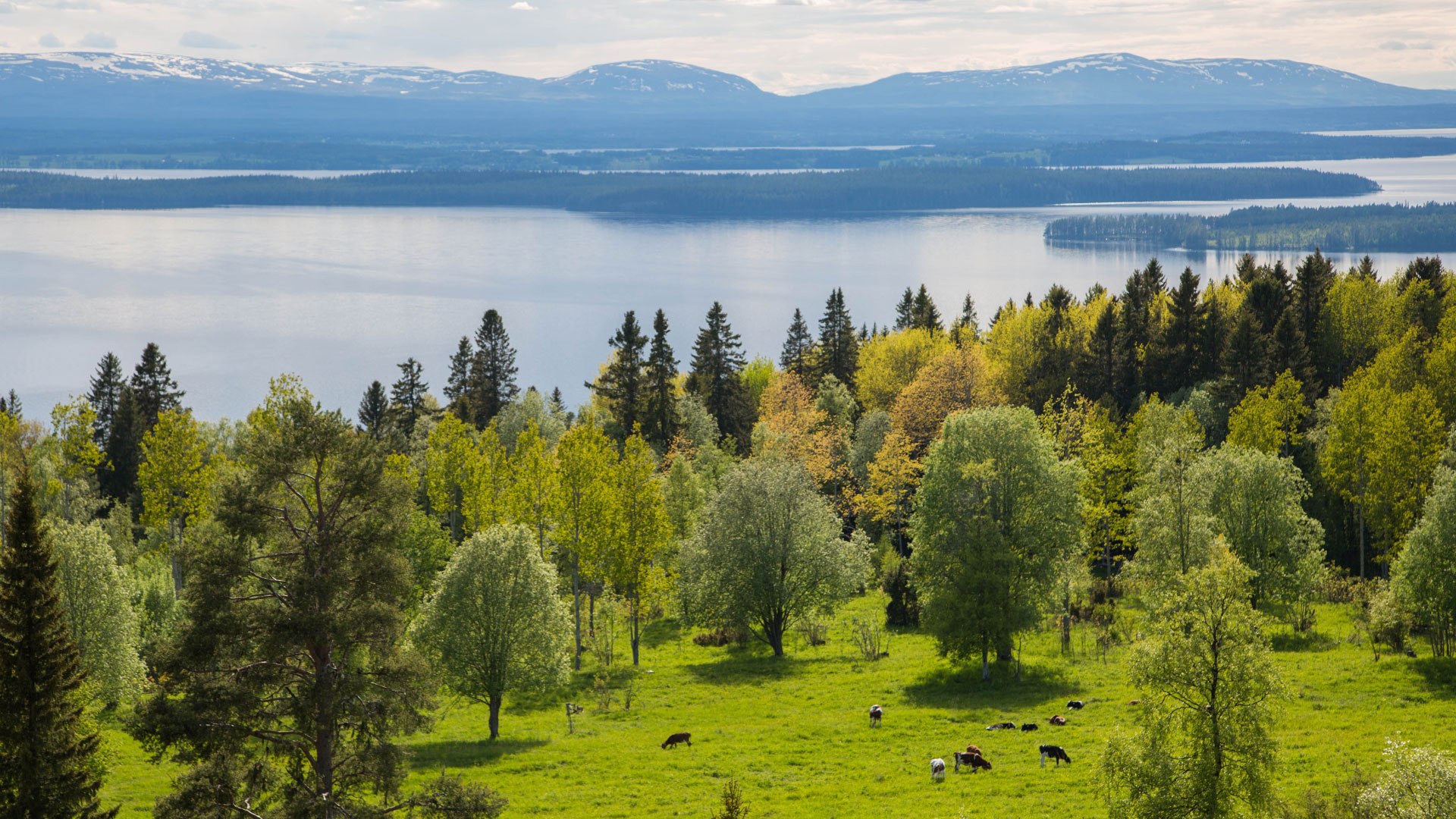 Fjäll, skog , kor och betesmark vid Storsjön.