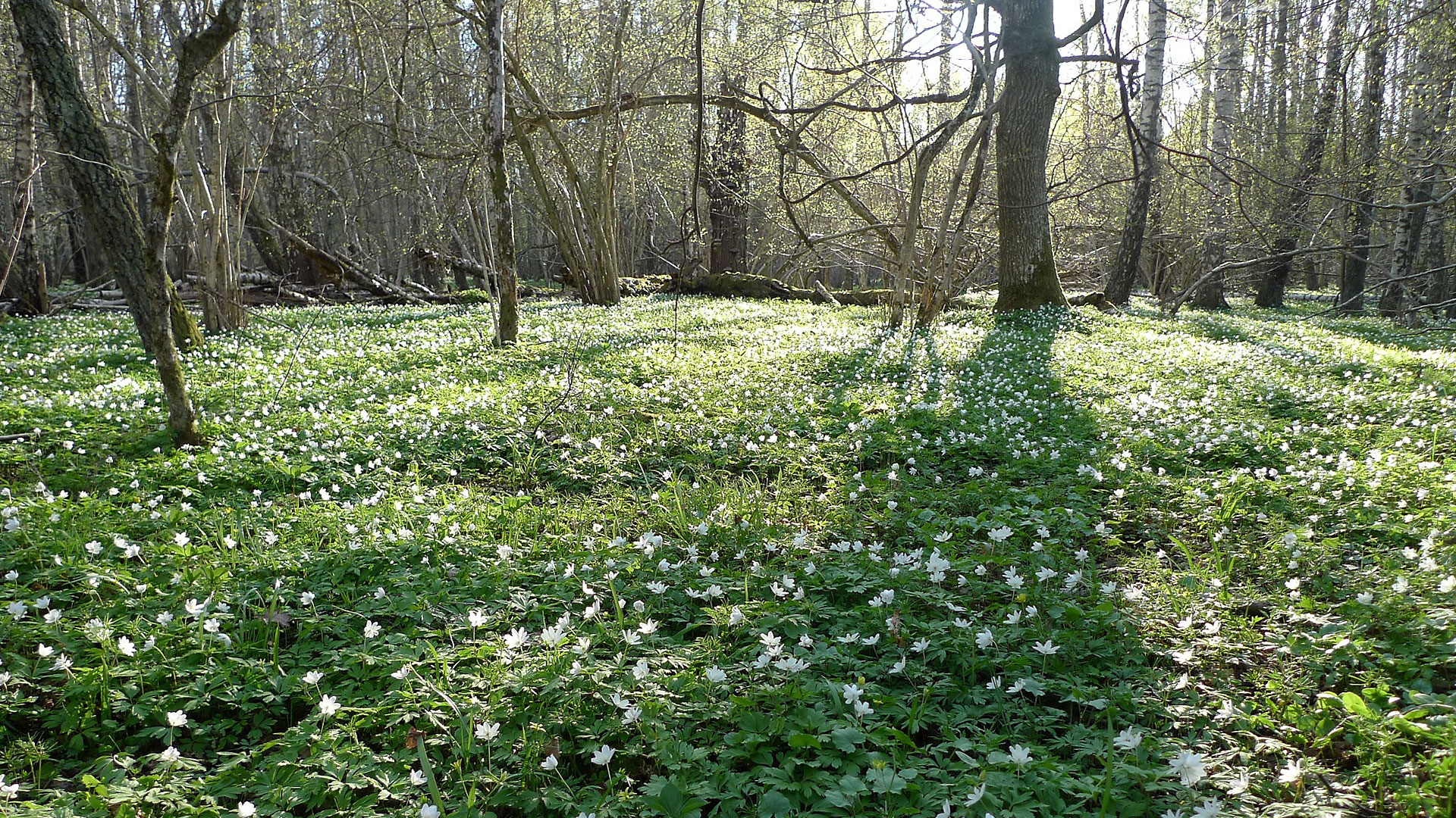 Vitsippor i skogsglänta, Eknön, Söderköping