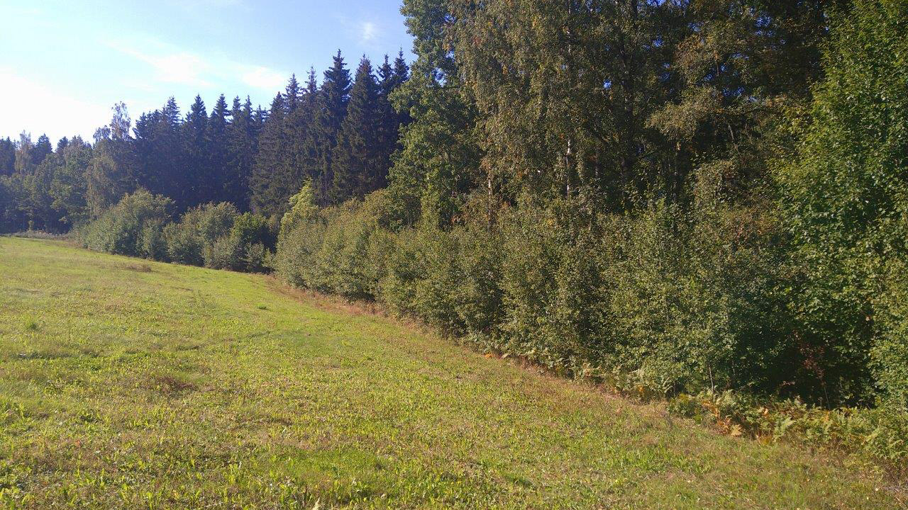 Ett skogsbryn med blandad skog bakom.