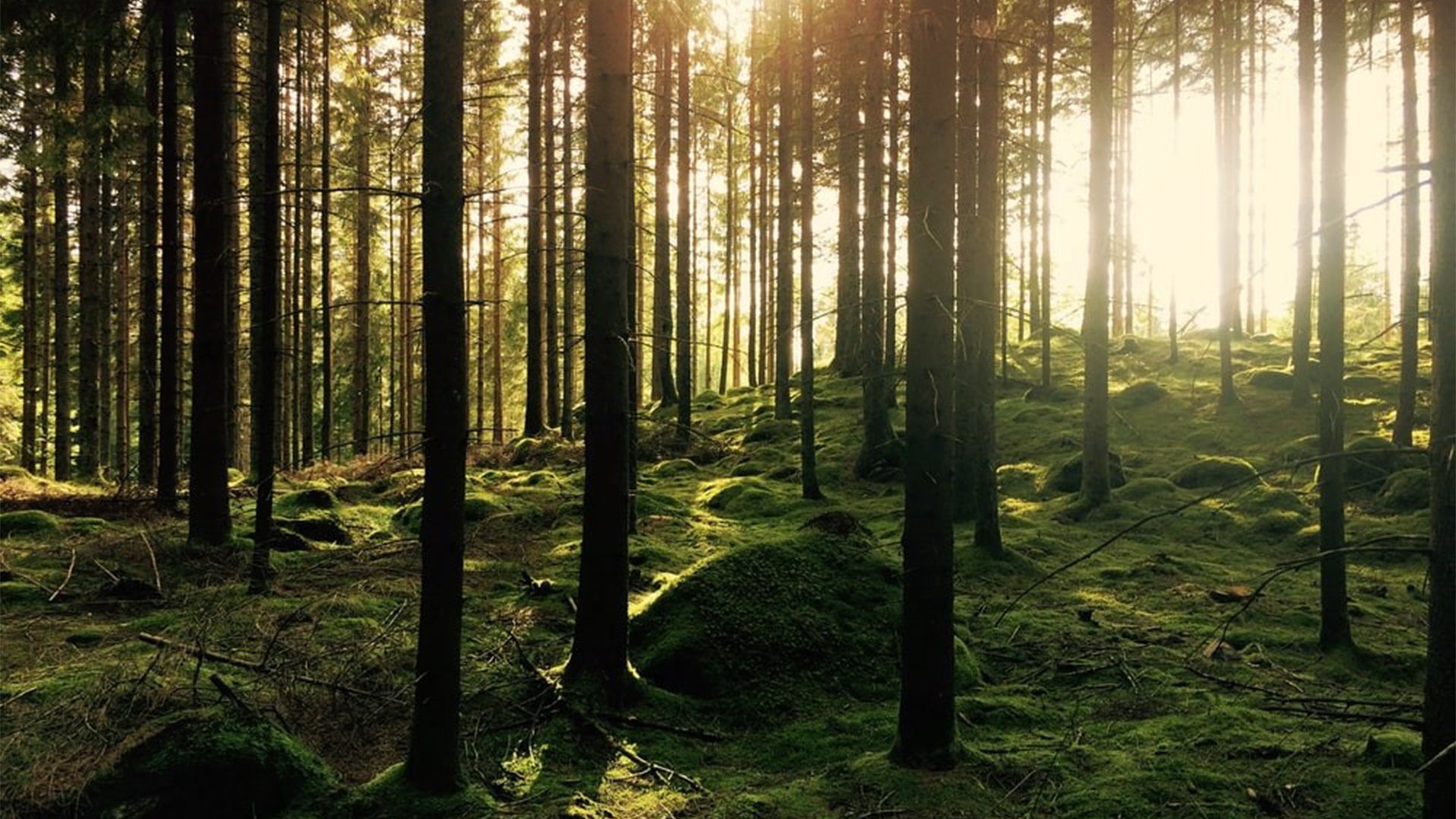 Skogsbild, kolsänkor i skogs- och jordbrukssektorn.